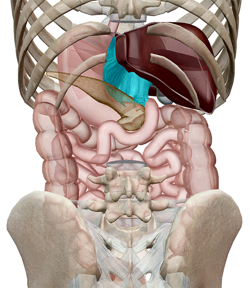 Studying the Peritoneum with Human Anatomy Atlas 2020